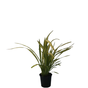 1L Phormium Assorted - 