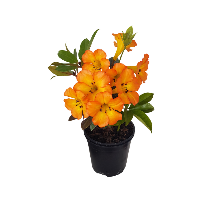 2L Vireya Tropic Glow - Rhododendron vireya