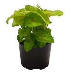 120mm Syngonium Golden Allusion - Syngonium podophyllum