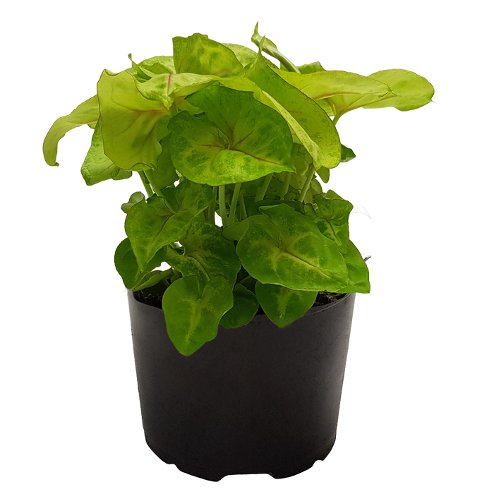 120mm Syngonium Golden Allusion - Syngonium podophyllum