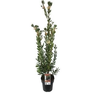 200mm Callistemon Sweet Burst - Callistemon citrinus
