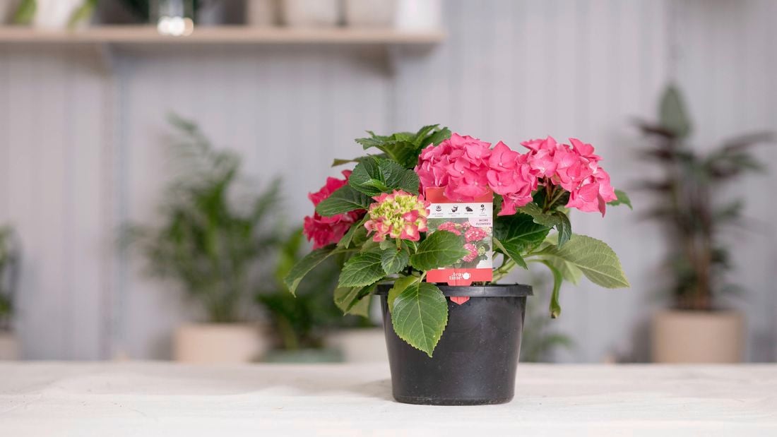 Pink hydrangea in a pot.