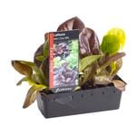 Lettuce Mini Cos Mix Punnet - Lactuca sativa
