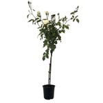 6L Rose Standard Iceberg - Rosa