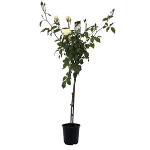 6L Rose Standard Iceberg - Rosa