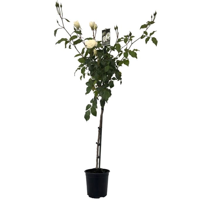 6L Rose Standard Iceberg - Rosa