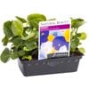 Pansy Buttercup Blues Punnet - Viola x wittrockiana
