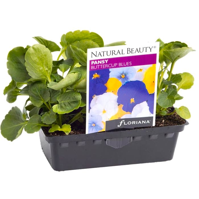 Pansy Buttercup Blues Punnet - Viola x wittrockiana