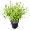 4L Kohuhu - Pittosporum tenuifolium Mountain Green