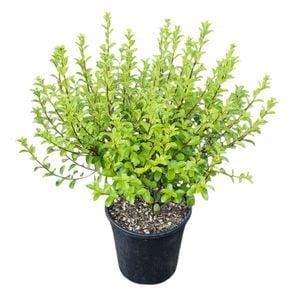 4L Kohuhu - Pittosporum tenuifolium Mountain Green