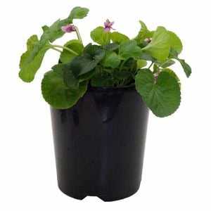 140mm Viola Violet - Viola odorata Pink