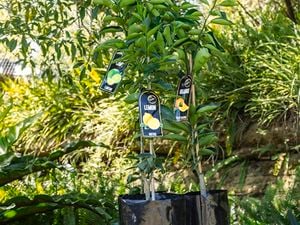 Lemon and orange trees in an outdoor setting.