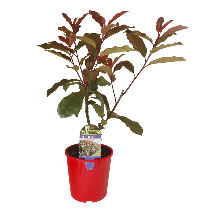 2L Photinia Red Robin 'Hedge It Range' - Photinia x Fraseri 'Red Robin'