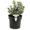 140mm Westringia Naringa™ - Westringia fruticosa 'WES01'