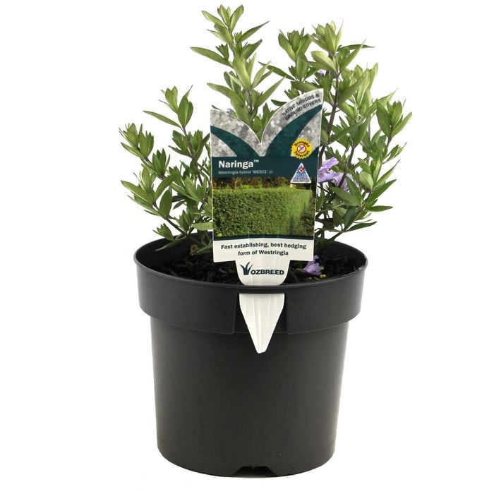 140mm Westringia Naringa™ - Westringia fruticosa 'WES01'