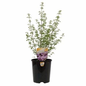 140mm Prostanthera Minty - Prostanthera sieberi