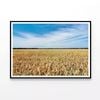 Large Field Of Crops under Sky  Print 100% Australian Made 120x90cm  (Poster)