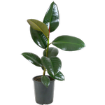1.5L Rubber Tree - Ficus robusta