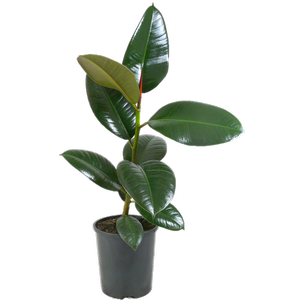 1.5L Rubber Tree - Ficus robusta