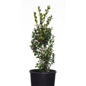 General Hedge