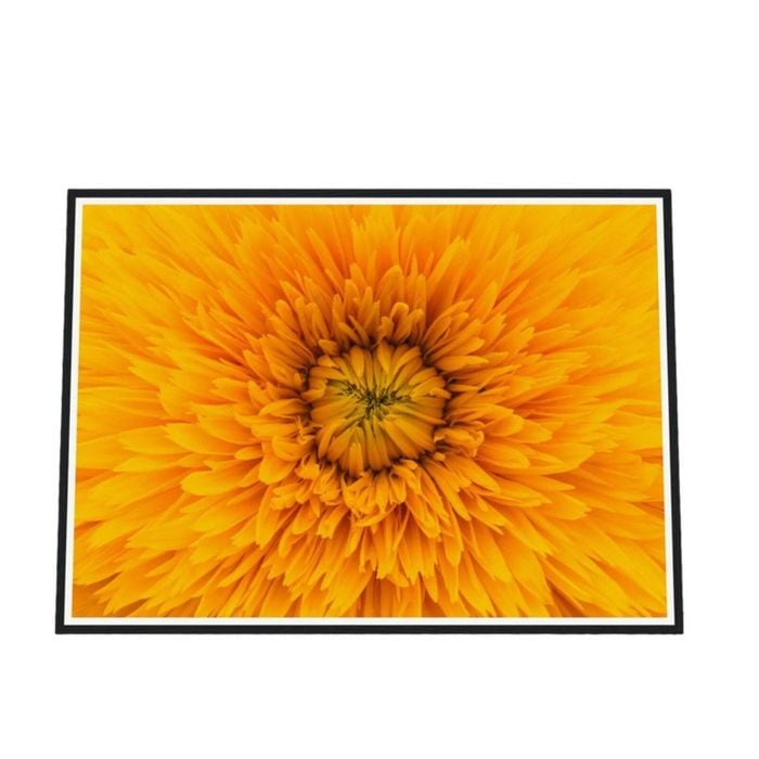Galrie Stunning Close-Up of a Yellow Flower Fine Art Photography Print, Black Frame, A0 84 x 119cm (33 x 47inch)