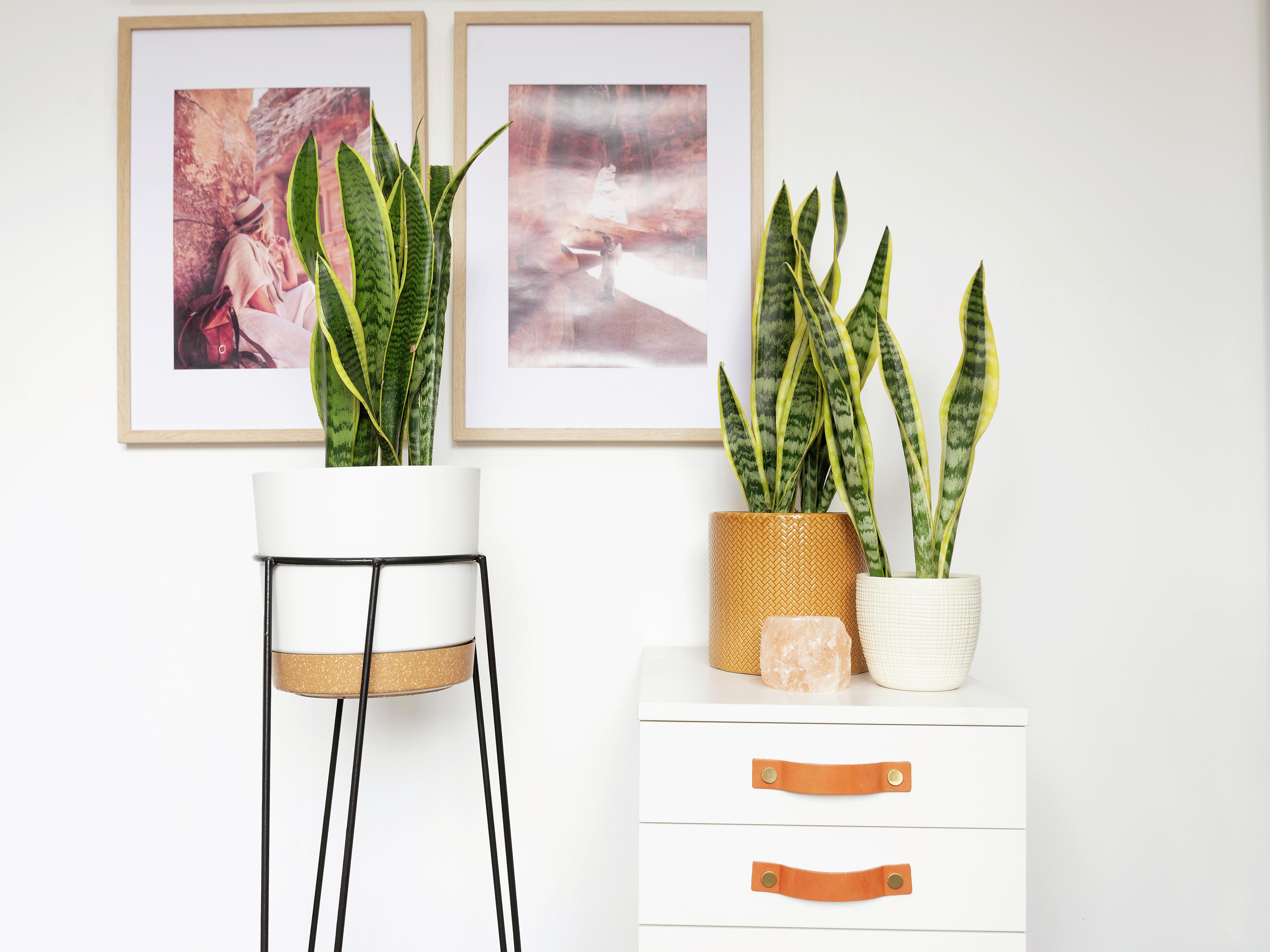 How To Grow Mother-in-Law's Tongue - Bunnings Australia
