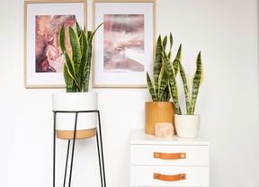 A group of sansevieria plants in pots.