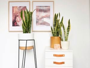 A group of sansevieria plants in pots.