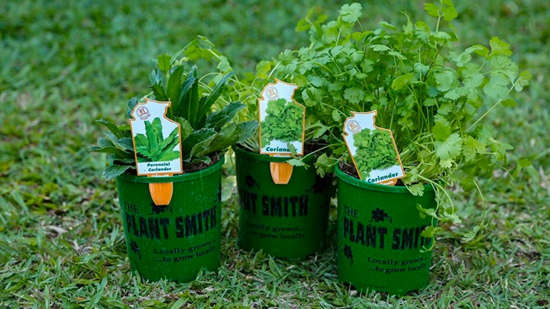 Three herbs including coriander in pots. 