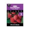 Bloomin' Bulbs Raspberry Purple Chilliwack - 2 Cane Pack