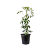 250mm Dwarf Umbrella - Schefflera arboricola