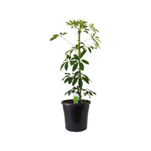 250mm Dwarf Umbrella - Schefflera arboricola