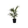 200mm Cascade Palm - Chamaedorea cataractarum