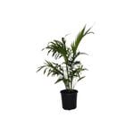 200mm Cascade Palm - Chamaedorea cataractarum