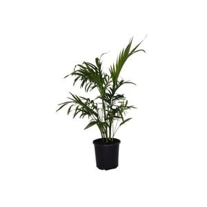 200mm Cascade Palm - Chamaedorea cataractarum