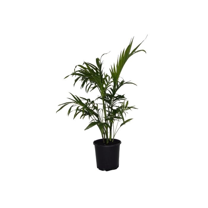 200mm Cascade Palm - Chamaedorea cataractarum