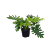 10L Philodendron Hope - Thaumatophyllum bipinnatifidum