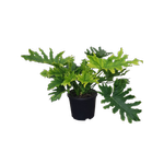 10L Philodendron Hope - Thaumatophyllum bipinnatifidum