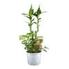 130mm Indoor Triple Planter Lucky Bamboo And Syngonium - Draceana sanderiana And Syngonium