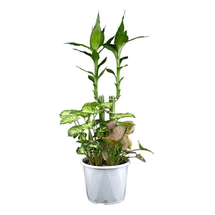 130mm Indoor Triple Planter Lucky Bamboo And Syngonium - Draceana sanderiana And Syngonium