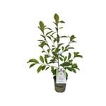 2.5L Magnolia Fairy Cream - Michelia hybrid var. 'MicJur02'