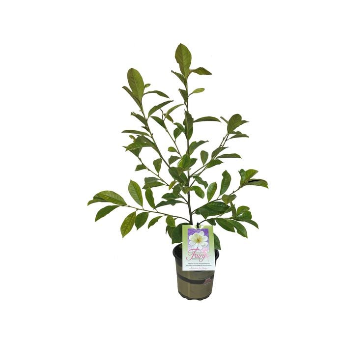 2.5L Magnolia Fairy Cream - Michelia hybrid var. 'MicJur02'