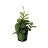 140mm Wax Flower - Hoya Keysii
