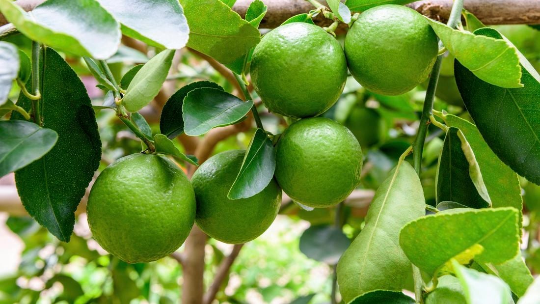 Limes growing on a lime tree