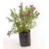 350mm Polygala Dazzler