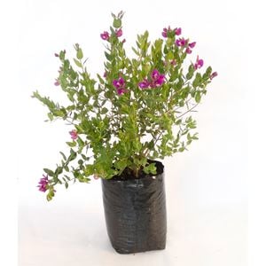 350mm Polygala Dazzler