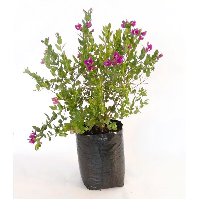 350mm Polygala Dazzler