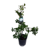 2L Camellia Silver Dollar - Camellia sasanqua