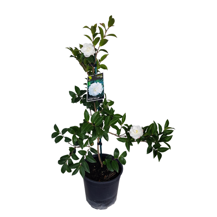 2L Camellia Silver Dollar - Camellia sasanqua