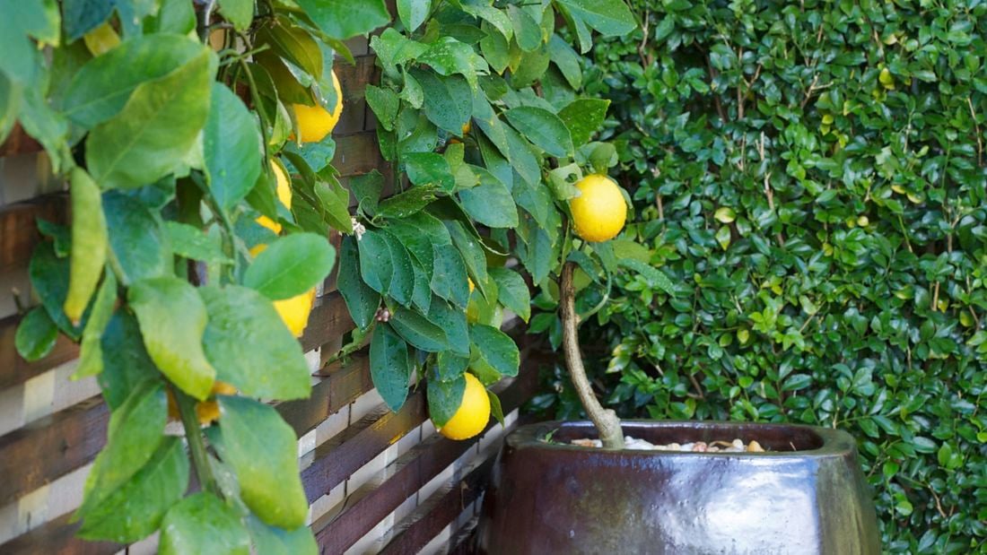 A therapeutic garden that engages all five senses.